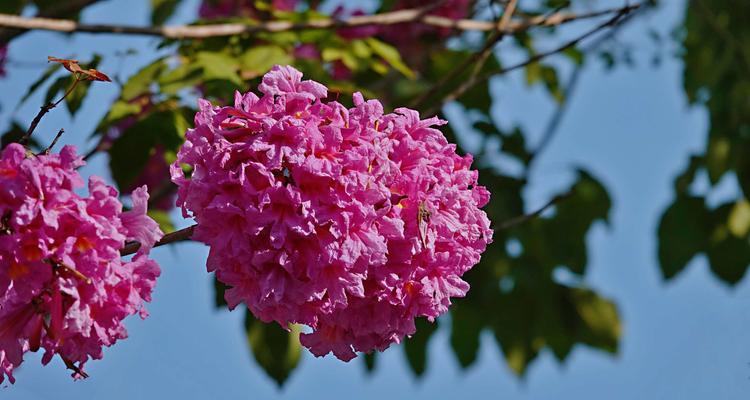 红花风铃木的花语与意义（探寻红花风铃木的花语）