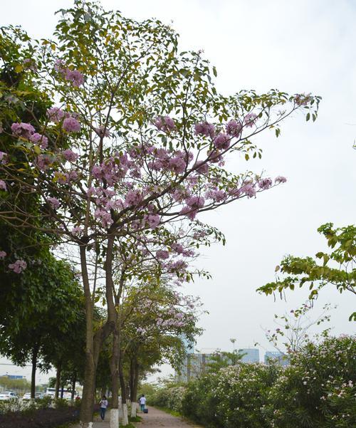 红花风铃木的花语与意义（探寻红花风铃木的花语）