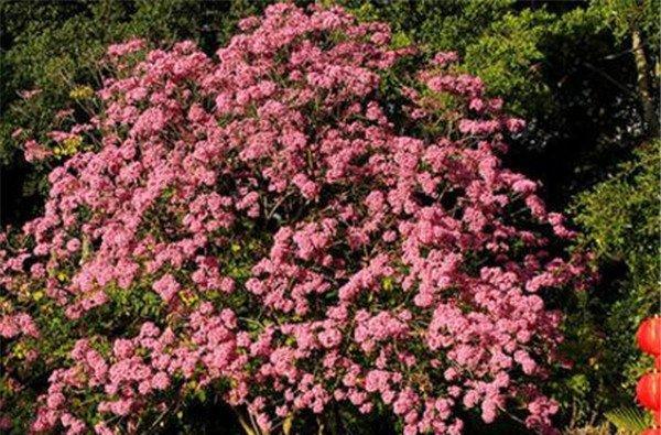 红花风铃木的花语与意义（探寻红花风铃木的花语）