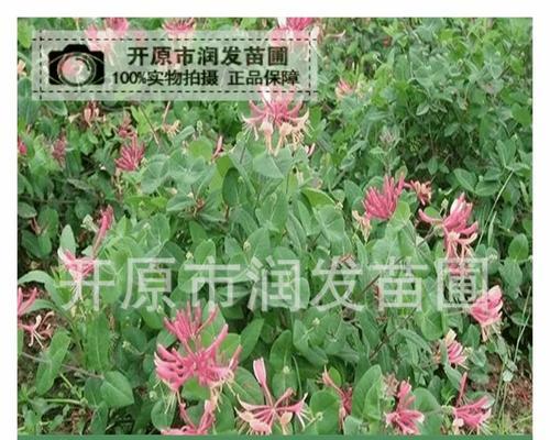 红花忍冬的花语及其寓意（探秘红花忍冬的花语）