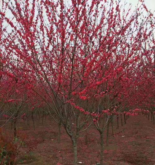 红叶碧桃的花语之美（传达爱与美的红叶碧桃花语）