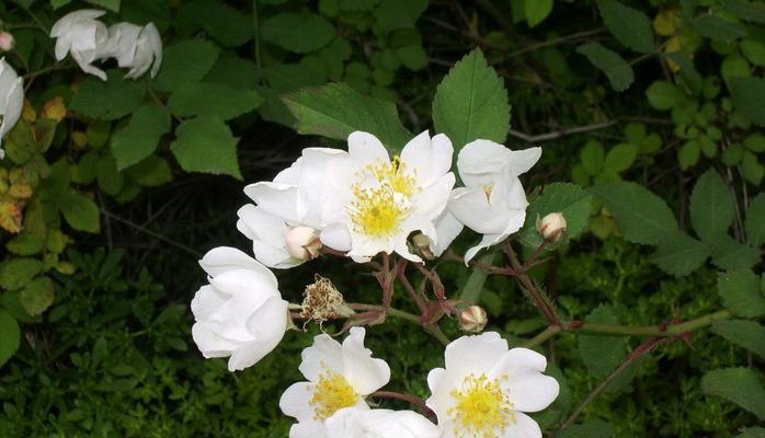 花环菊的花语及其寓意（花环菊的花语深入解读）