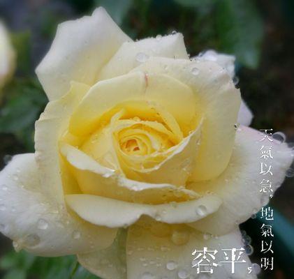 黄色月季花语（花开一季）