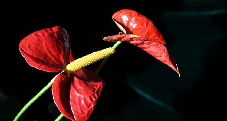 火鹤花（揭开火鹤花的神秘面纱）