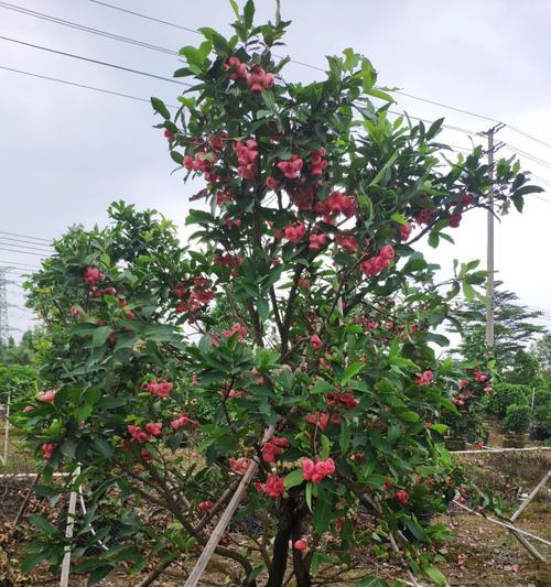 以假植苗（揭露农业领域的欺诈行为与应对措施）