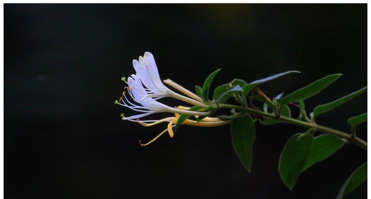 金银花的花语及寓意（探究金银花的花语与象征含义）