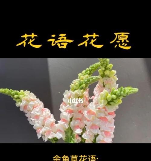 金鱼草的花语和寓意（探索金鱼草的神秘语言）