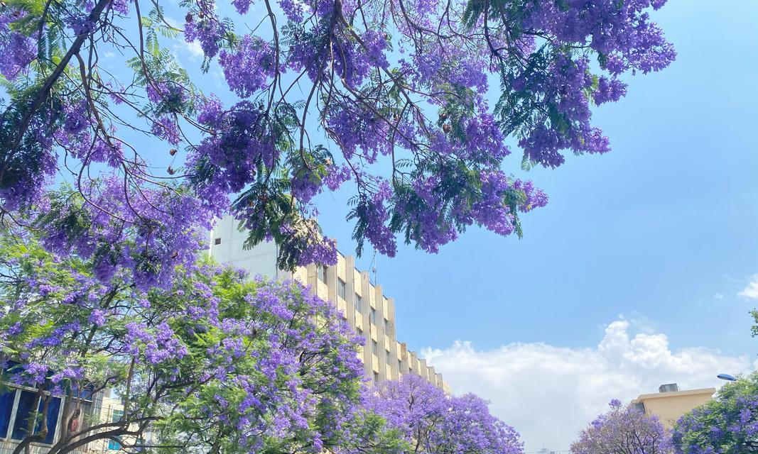 蓝楹花的花语与美丽传说（蓝楹花的花语是什么）