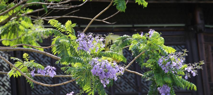 蓝楹花的花语与美丽传说（蓝楹花的花语是什么）