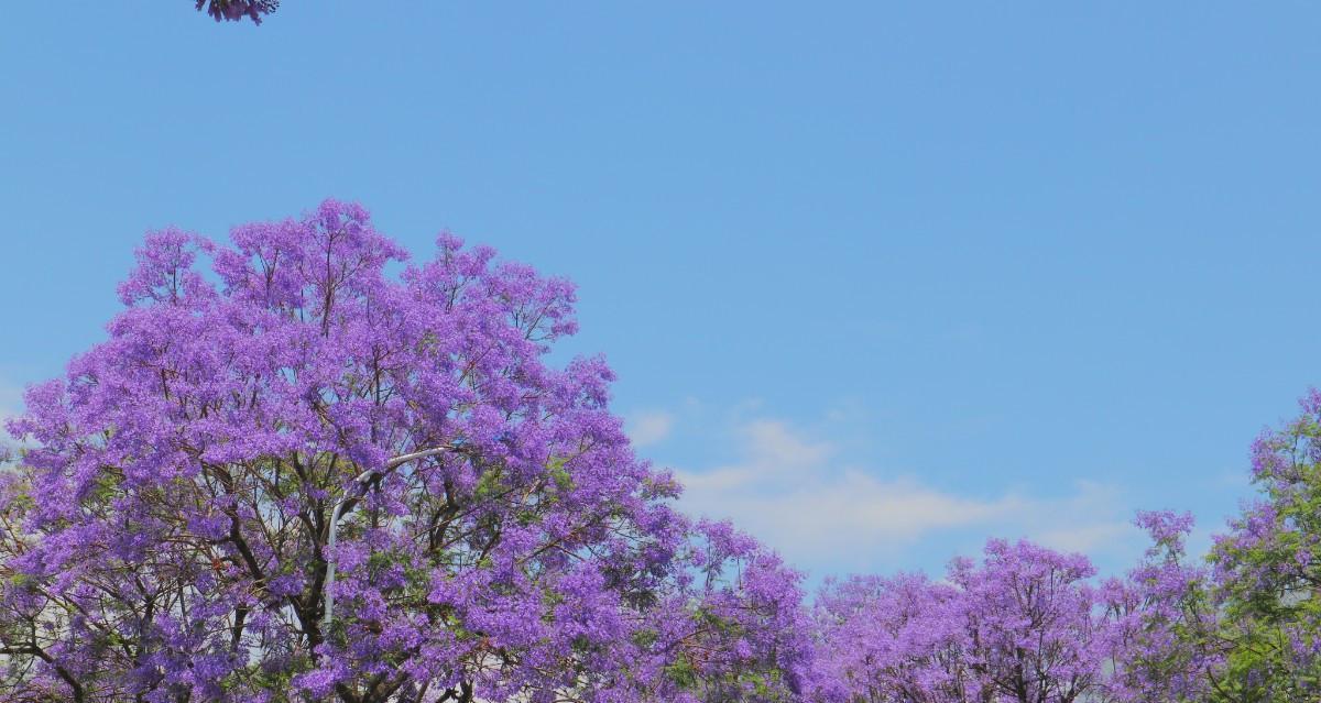 蓝楹花的花语与美丽传说（蓝楹花的花语是什么）