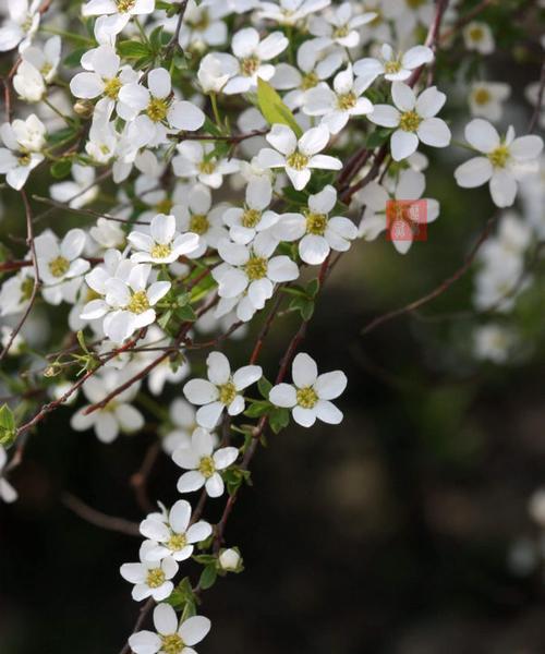 李叶绣线菊花语之美（探寻绣线菊花的花语之美）