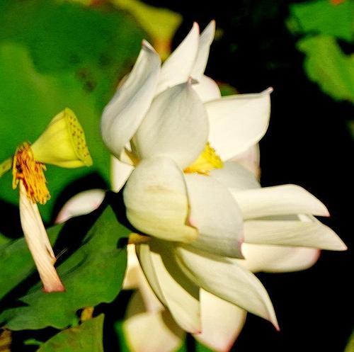 以莲花的花语——纯洁与坚强（探寻莲花的寓意与象征）