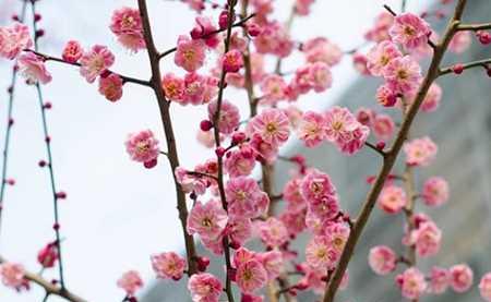 梅花的花语——坚韧不拔的力量（独立傲雪、岁寒无惧）