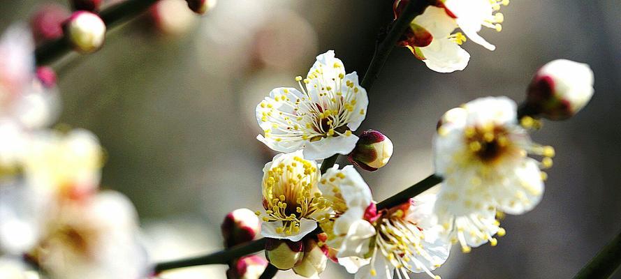 梅花的花语——坚韧不拔的力量（独立傲雪、岁寒无惧）