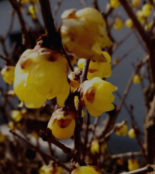 梅花的花语——坚韧不拔的力量（独立傲雪、岁寒无惧）