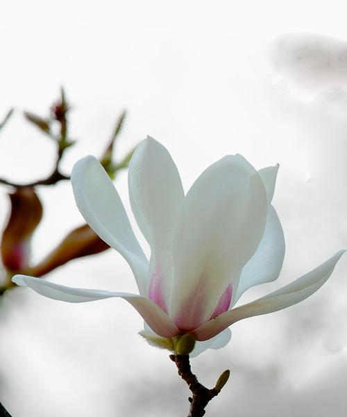 木兰花的花语-坚韧不屈的力量（探秘木兰花的象征意义及其传递的力量）