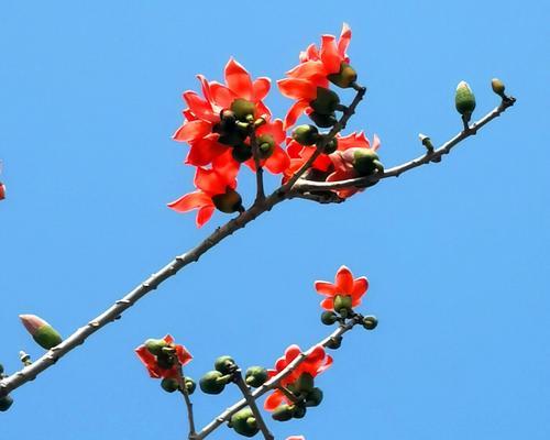 木棉花的精神力量（探寻木棉花的象征意义与魅力）