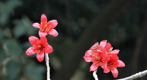 木棉花的精神力量（探寻木棉花的象征意义与魅力）