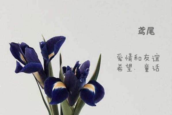 七色堇的花语——丰富多彩的情感表达（七色堇的花语及其象征意义）