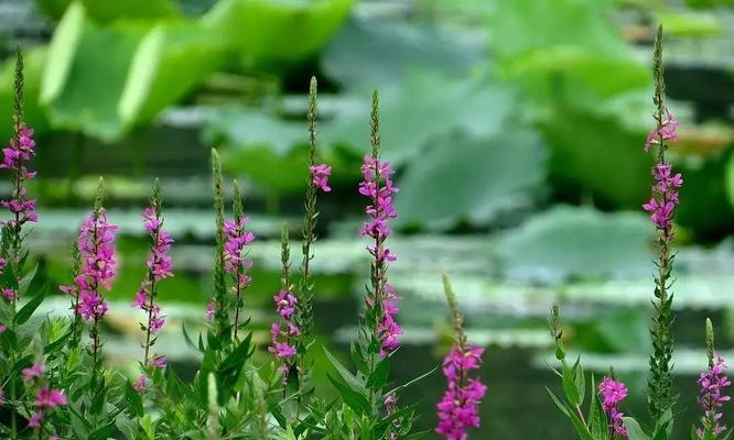 千屈菜的花语——坚韧不屈的生命之花（千屈菜的花语揭示了坚韧）