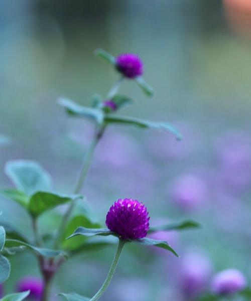 千日红的花语（探秘千日红的花语与传说）