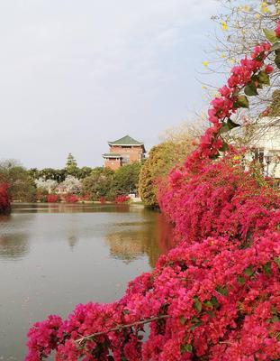 三角梅之花语与传说（探寻三角梅花的美丽神秘）