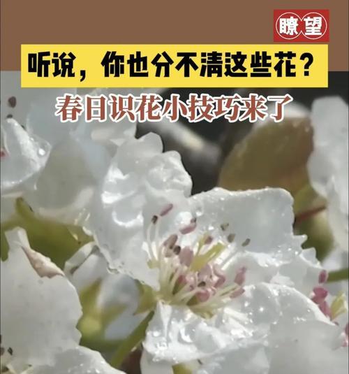 表示邪恶的花花语是什么？邪恶的花有哪些含义？