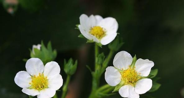 表示勇敢的花花语是勇敢的花？这种花有哪些特点和寓意？