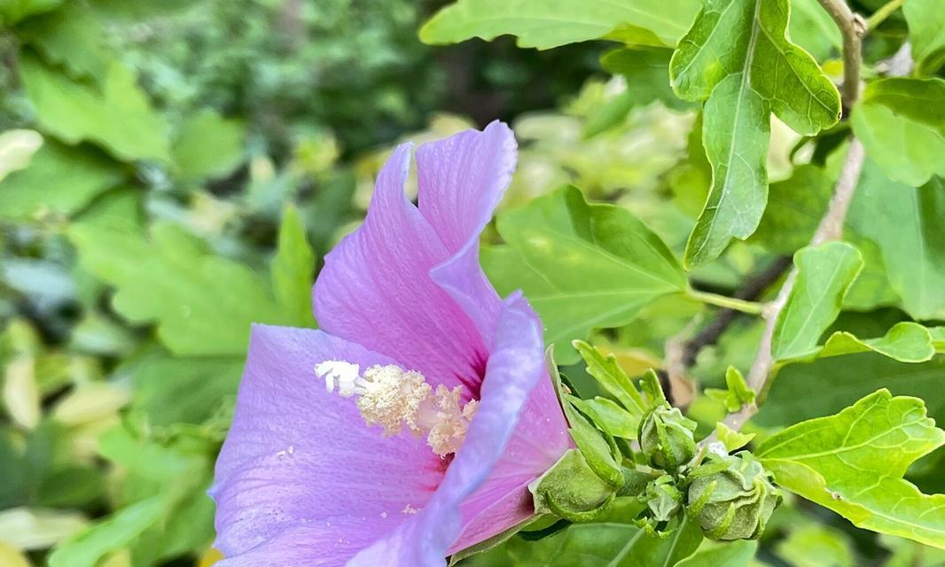 表示勇敢的花花语是勇敢的花？这种花有哪些特点和寓意？