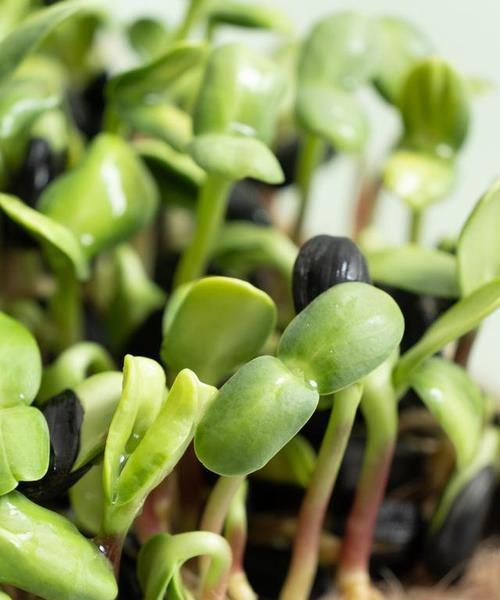 虎头茉莉有种子吗？如何正确种植和繁殖？