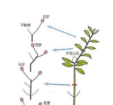 虎头茉莉修剪方法是什么？如何正确修剪虎头茉莉？