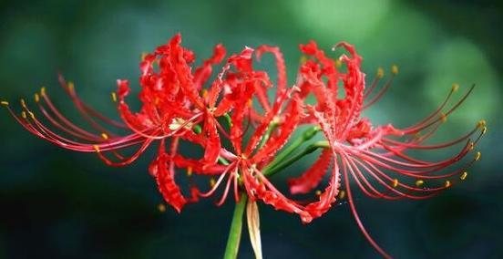 不同颜色彼岸花的花语是什么？如何区分它们的含义？