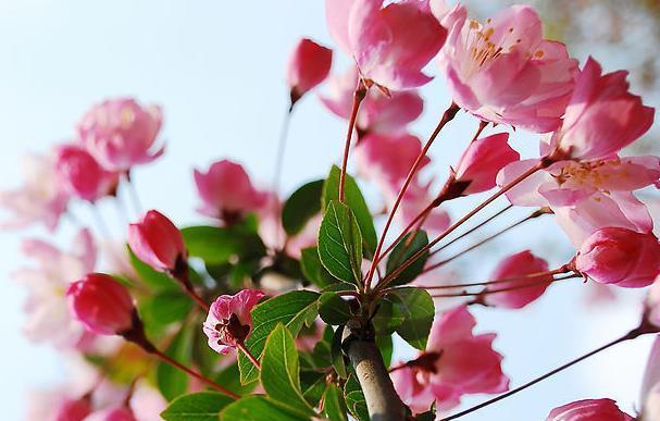 不同颜色海棠花的花语是什么？如何根据颜色选择海棠花？