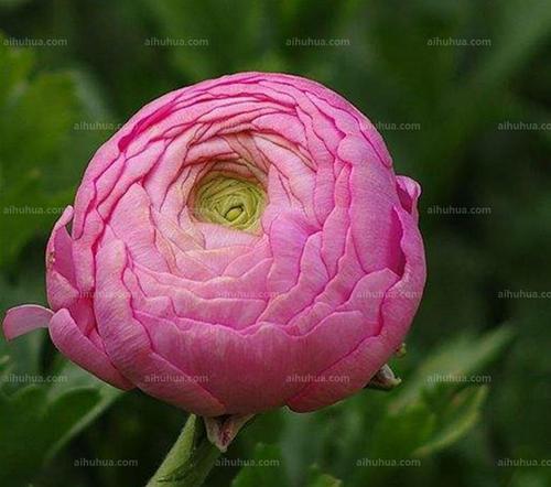 不同颜色花毛茛的花语是什么？花语背后有何含义？