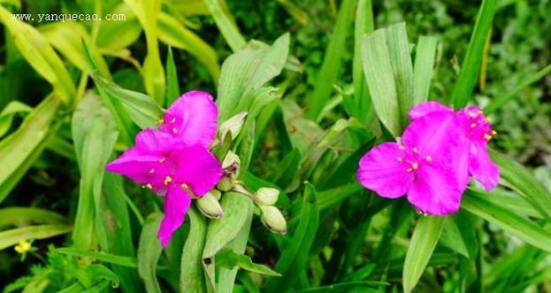 彩叶草会开花吗？开花的花语和寓意是什么？