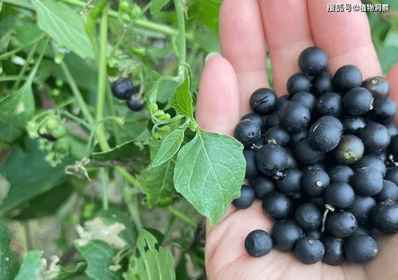 花菜发芽后是否安全食用？专家解答食用发芽花菜的疑问？