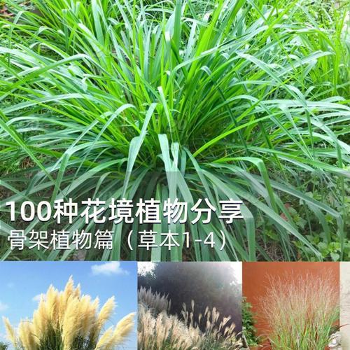 草本植物是什么意思？常见的草本植物有哪些种类？