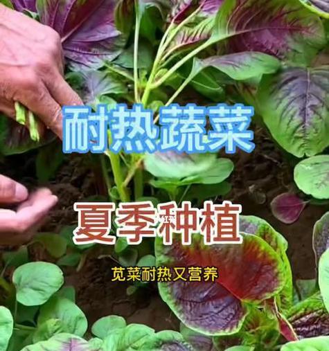 花菜几月份种植最合适？如何确保高产？