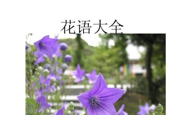 茶蘼的花语代表什么？了解茶蘼花语的真正含义是什么？