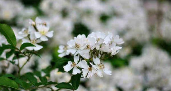 茶蘼的花语代表什么？了解茶蘼花语的真正含义是什么？