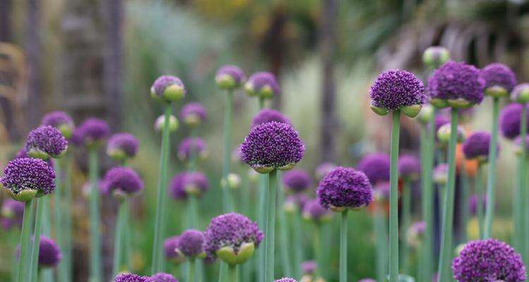 葱花的花语是什么意思？葱花寓意着什么含义？