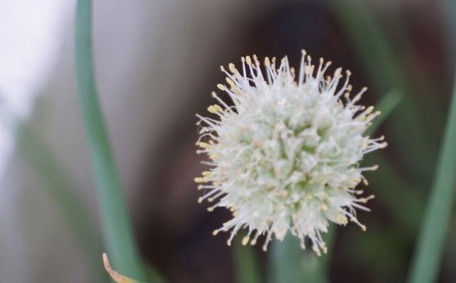 葱开花的寓意是什么？开花预兆了什么？