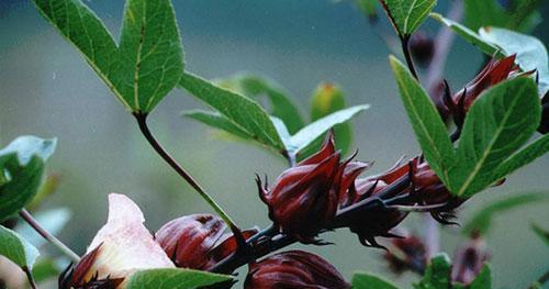 花茶产地在哪里？了解不同花茶的原产地及其特点？