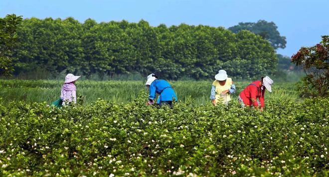 花茶产地在哪里？了解不同花茶的原产地及其特点？