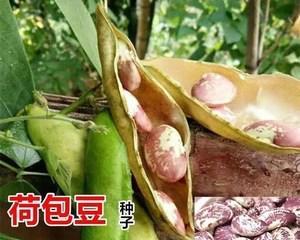 花豆种植的最佳时间和步骤是什么？常见问题有哪些？