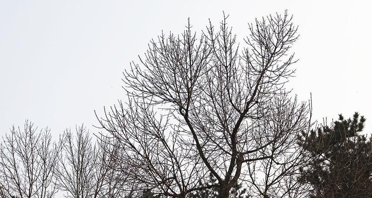 冬天有哪些植物代表这个季节？它们的特征是什么？