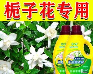 花卉用什么肥料好？如何根据植物类型选择合适的肥料？