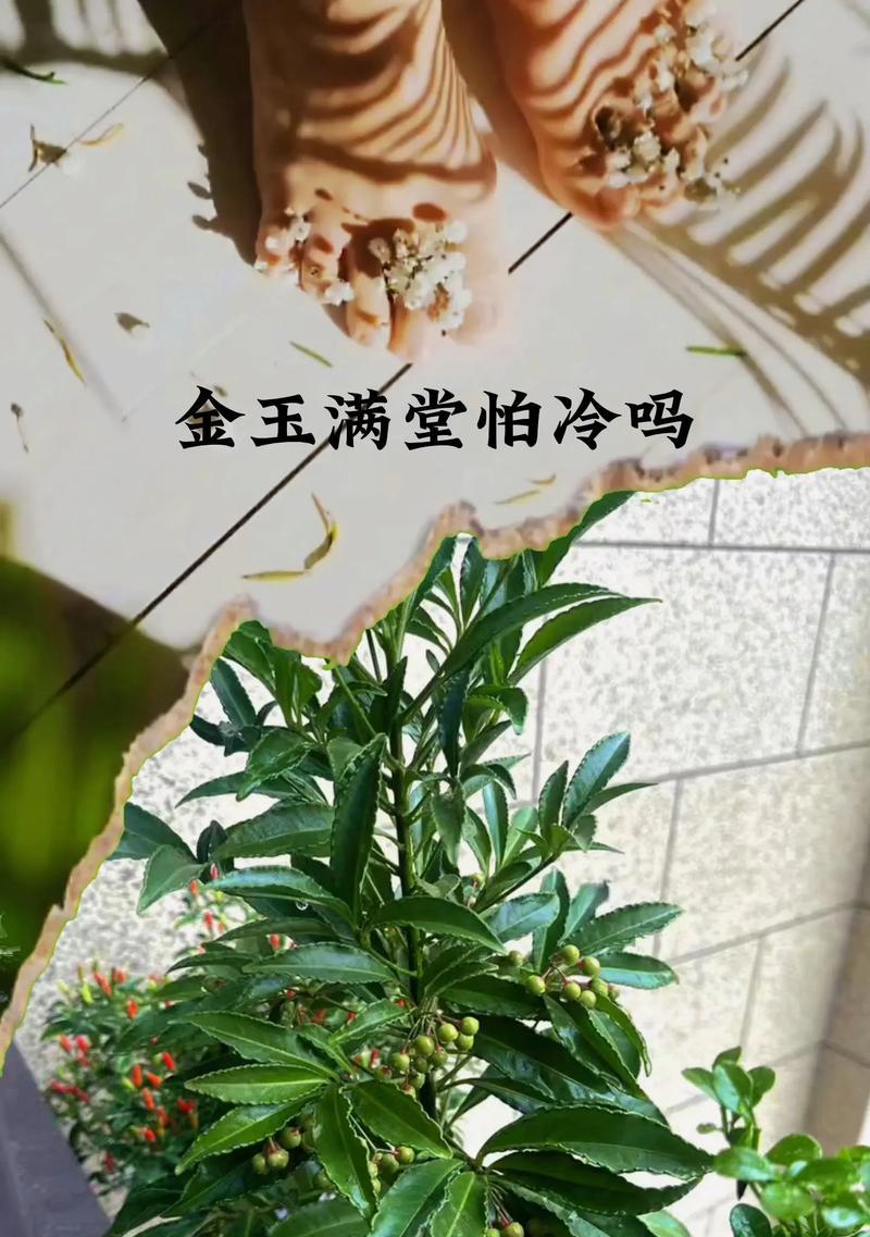 代表富贵的植物有哪些？它们各自有什么含义？