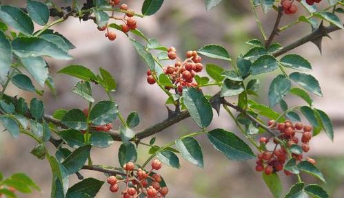 花椒什么时候采摘最好？收获季节有哪些注意事项？