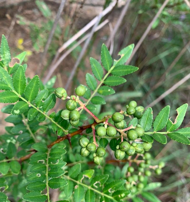 花椒花期是什么时候？如何正确识别花椒开花时间？